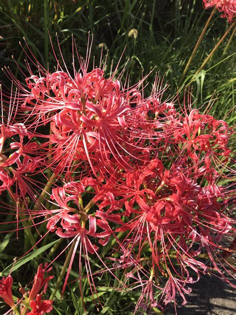 紅蓮華 彼岸花|蓮華の花とは？その特徴や花言葉を紹介！開花時期や。